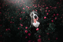 Happy American Pit Bull Terrier Dog Portrait In Blooming Roses