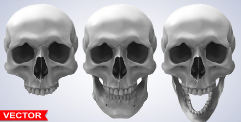 detailed graphic photorealistic cool black and white human skulls. on gray background. vector icon s