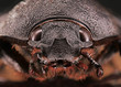 Kopf frontal von einem tropischen Nashornkäfer, Xylotrupes gideon