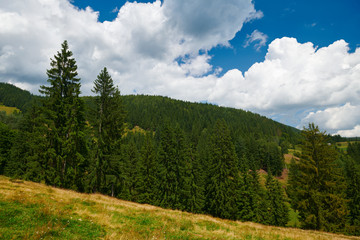 beautiful summer landscape, high spruces on hills, blue cloudy sky and wildflowers - travel destination scenic, carpathian mountains