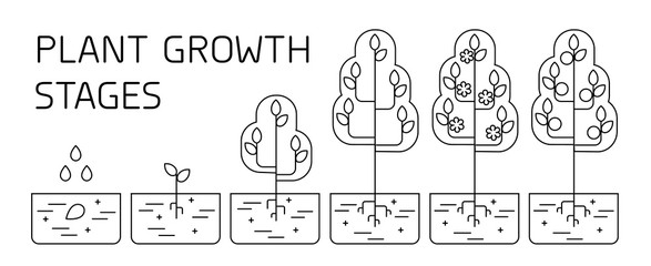 Sticker - Tree growth stages infographics. Line art icons. Planting instruction template. Linear style illustration isolated on white. Planting fruits process.