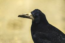 Portrait Of A Rook With A Big Dirty Beak On A Simple Background