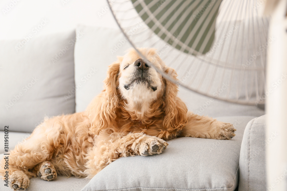 Animal Using A Fan Cute dog in room with operating electric fan Stock Photo | Adobe Stock