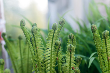 young fern in nature, fern buds