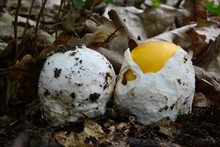Pair Of Young Amanita Caesarea Mushrooms