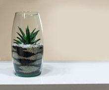 Small Succulent In A Glass Pot