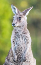 Young Kangaroo Looking Away From Camera