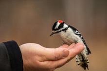 Handfeeding A Downy Woodpecker