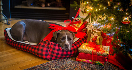 grey pit bull wrapped up with a big red bow for Christmas