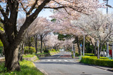 Fototapeta Sawanna - 満開の桜 水元公園