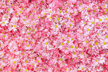 pink daisy flower background pattern bloom.