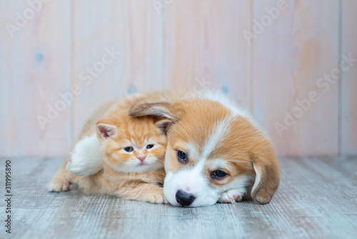 Photographie Pembroke Welsh Corgi puppy and kitten together