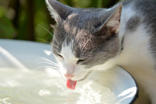 A Cat Drinks Water In A Summer Garden On A Hot Day