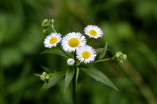Annual Fleabane Or Erigeron Annuus Or Daisy Fleabane Or Eastern Daisy Fleabane Herbaceous Plant With Closed Flower Buds And Open Blooming Flowers Consisting Of Bright White Petals Growing From Yellow 