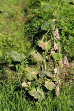 Cucumber Or Cucumis Sativus Creeping Vine Plant With Single Long Ripe Cucumber Growing Over Wire Fence In Local Home Garden Surrounded With Large Green Leaves Starting To Shrivel And Dry On Warm Sunny