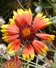 Wall Mural - a flower in the garden