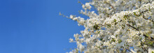 White Flowers Booming On The Branch Of A Tree In Springtime On Blue Sky With Copy Space At The Left
