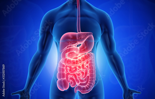 Fotografía Anatomy of human body with digestive system. 3d illustration.