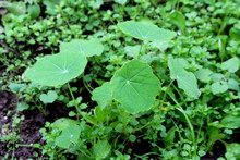 Small Garden Nasturtium Or Tropaeolum Majus Or Indian Cress Or Monks Cress Flowering Annual Plant With Large Light Green Disc Shaped Leaves Surrounded With Other Plants In Local Home Garden