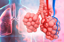 Lungs Alveoli On Medical Background. 3d Illustration