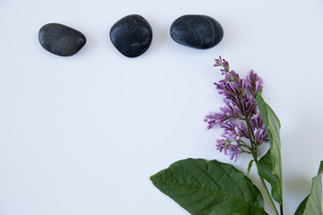 Black stones and a green plant branch on background.