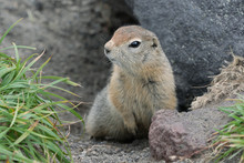 Curious But Cautious Wild Animal Arctic Ground Squirrel Peeps Out Of Hole Under Stone And Looking Around So As Not To Fall Into Jaws Of Predatory Beasts. Kamchatka Peninsula, Russian Far East, Asia