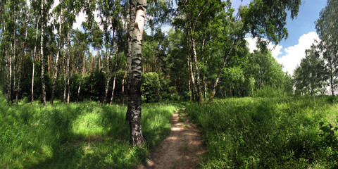 Poster - Walking through the forest, beautiful panorama.