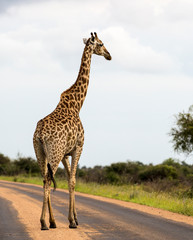 Wall Mural - Giraffe in the Kruger National Park, South Africa 