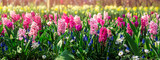 Flower gardens in the Netherlands during spring. Close up of blooming flowerbeds of tulips, hyacinths, narcissus. Banner size