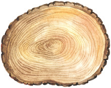 Cross Section Of Tree