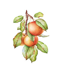 Watercolor apple tree branch with apples and leaves