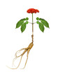 A close up of the most famous medicinal plant ginseng with root and berries (Panax ginseng). Isolated 