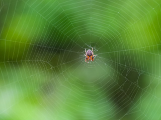 Small spider in his web of Araneus. Lovcen spider network