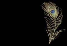 Peacock Feather On Black Background