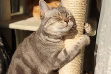 爪とぎに抱き着く猫4アメリカンショートヘア。American Shorthair Cat Who Loves Pillars.