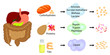 Enzymes breaking down food into nutrients. Digestive systems work vector illustrative infographics