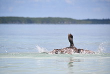 Pelican Bathing On The Beach