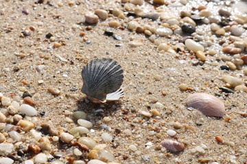 Wall Mural - Scallop seashells and pebbles on a sandy coastal shoreline beach