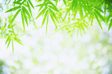 Bamboo leaves, Green leaf on blurred greenery background. Beautiful leaf texture in sunlight. Natural background. close-up of macro with free space for text.