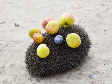 Hedgehog On A Concrete Surface. Hedgehog Needles Pinned On Apple