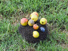 Hedgehog On A Green Grass. Hedgehog Needles Pinned On Apples, Pe