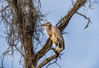 bird on a tree