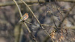 Fringuello posato sul ramo tra le foglie di un albero in inverno