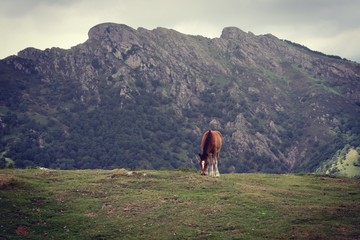 Little horse in Lesaka. Navarra. Aiako Harria