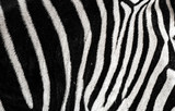 Fototapeta Konie - background which the structure of hide of zebra is represented on