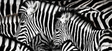 Fototapeta Fototapeta z zebrą - background which the structure of hide of zebra is represented on