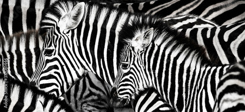 Obraz zebra   tlo-na-ktorym-reprezentowana-jest-struktura-skory-zebry