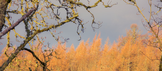 Poster - Dark autumn sky with high contrast maple trees with yellow and red leaves.