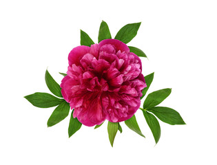 Wall Mural - Pink peony flower and leaves