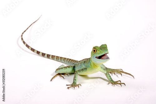Cuadros en Lienzo Jesus Christ lizard / Stirnlappenbasilisk (Basiliscus plumifrons)